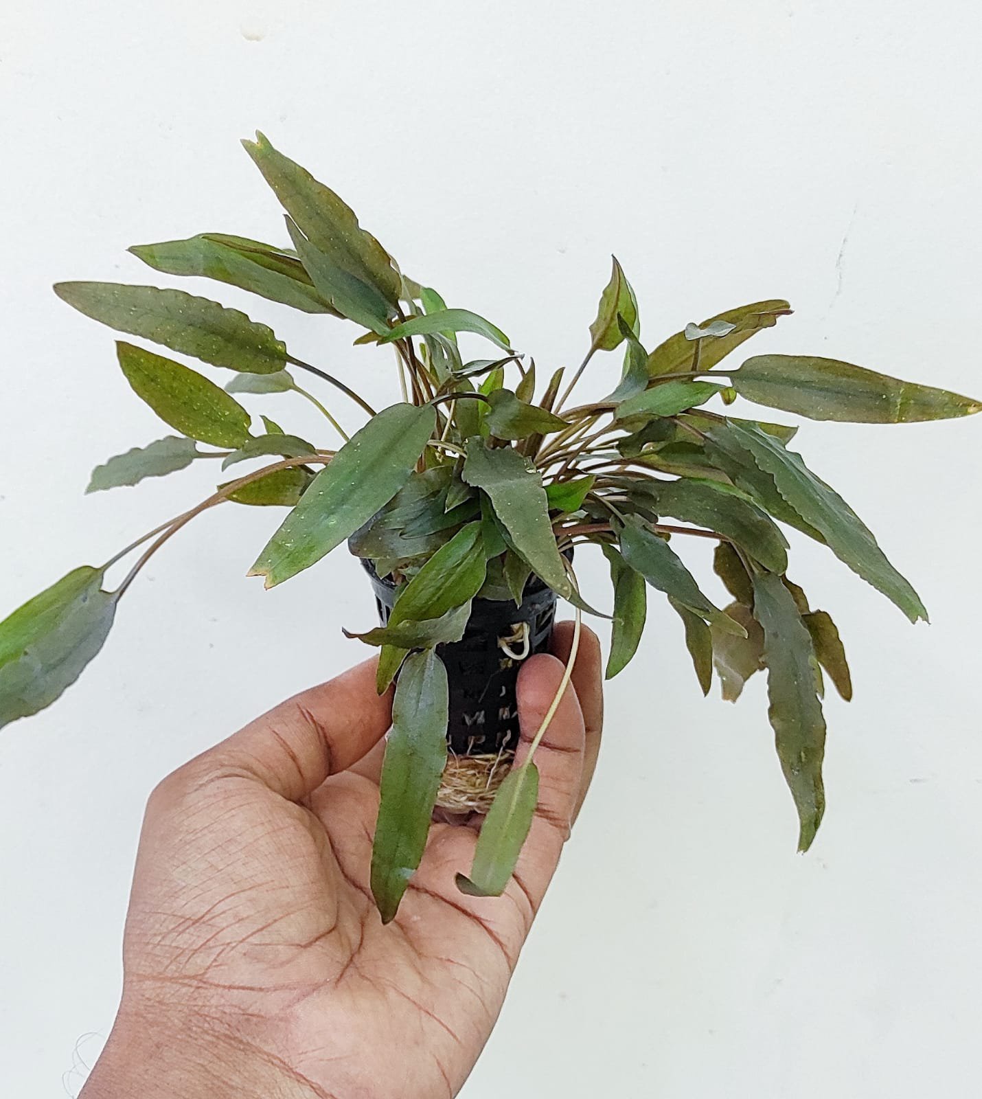 Cryptocoryne axelrodi (large pot) - Image 2