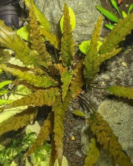Cryptocoryne axelrodi (large pot)