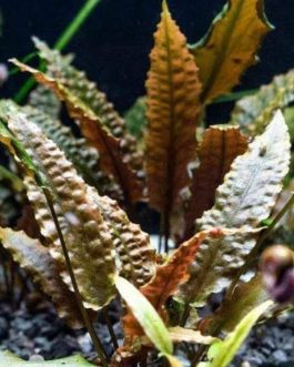 Cryptocoryne wenditii brown (large pot)