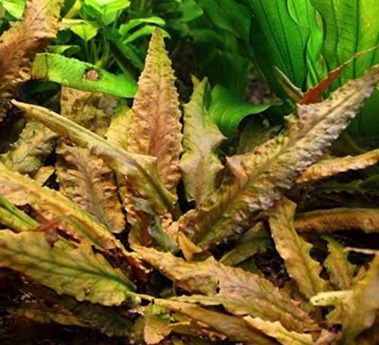 Cryptocoryne wenditii brown (large pot) - Image 2