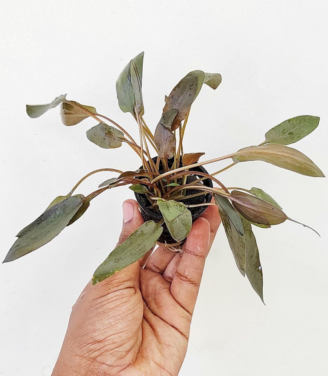 Cryptocoryne wenditii brown (large pot) - Image 3