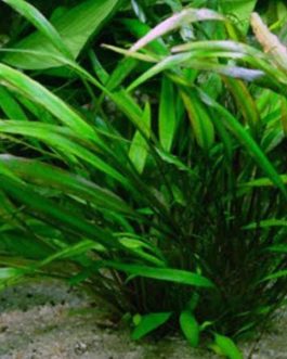 Cryptocoryne lucens (large pot)