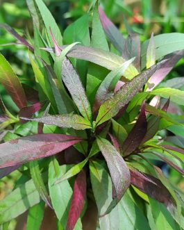 Hygrophila siamensis ‘himadri purple'(3 stems)