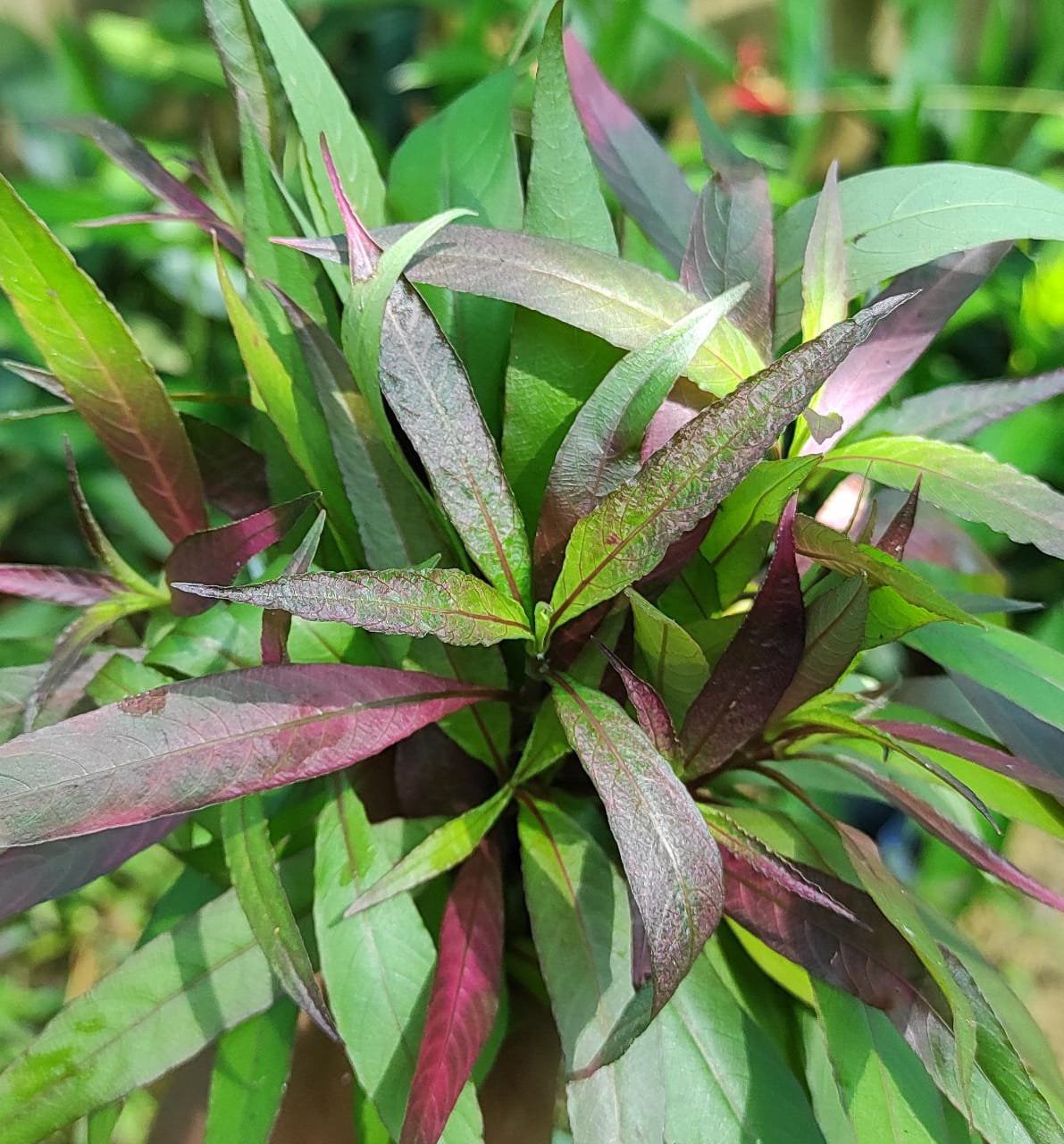 Hygrophila siamensis 'himadri purple'(3 stems)