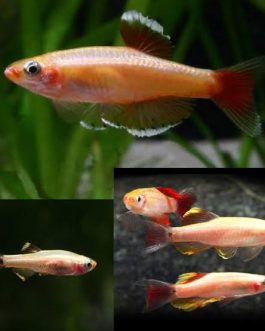 Golden cloud mountain minnow ( 9 pcs)