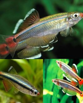White cloud mountain minnow (9 pcs)