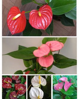 Anthurium combo 1 (5 colours)