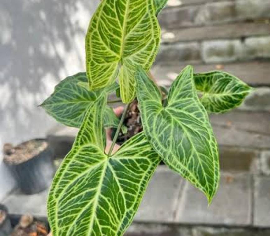 Syngonium batik electric leaves (single plant) - Image 2