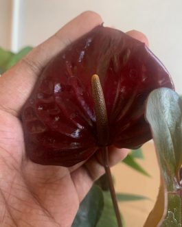 Anthurium chocolate (single plant)