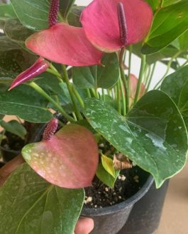 Anthurium violet (single plant)