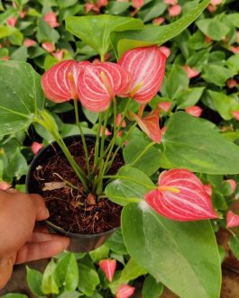 Anthurium livium (single plant)