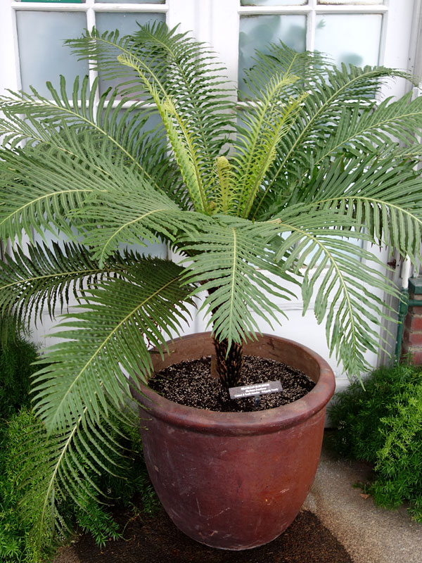 Brazilian Tree fern/ Silver lady fern (extra large size) - Image 3
