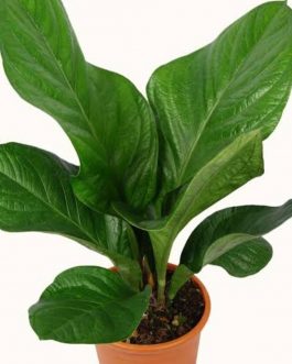 Anthurium Jenmanii (single plant)