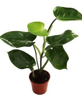 Large sized-Philodendron Emerald Green (single plant)