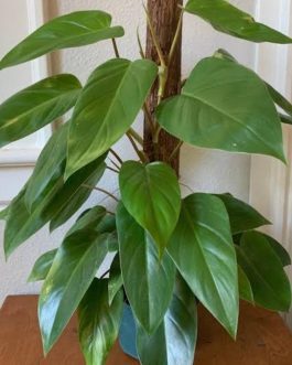 Large sized-Philodendron Emerald Green (single plant)