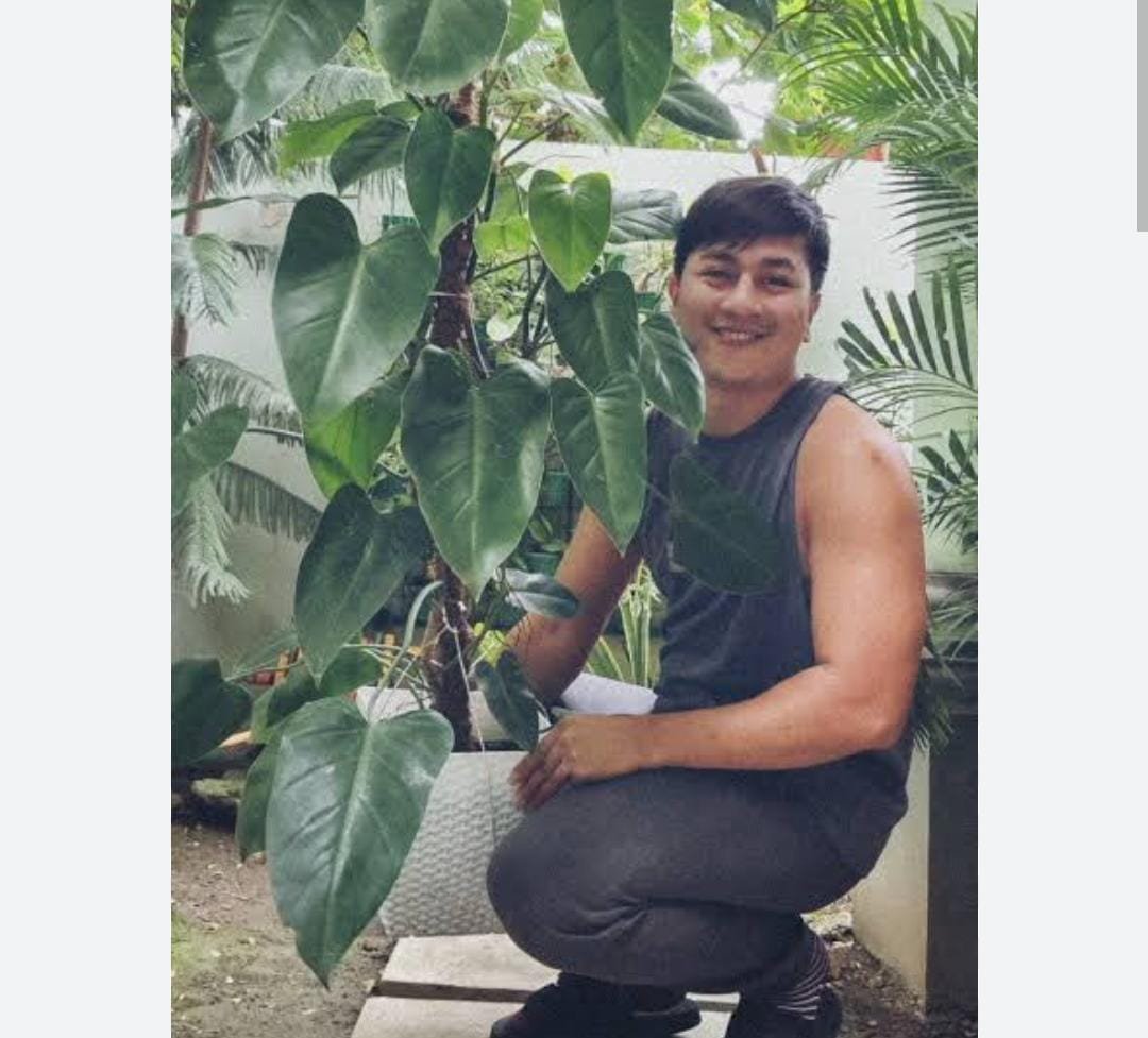 Large sized-Philodendron Emerald Green (single plant) - Image 3