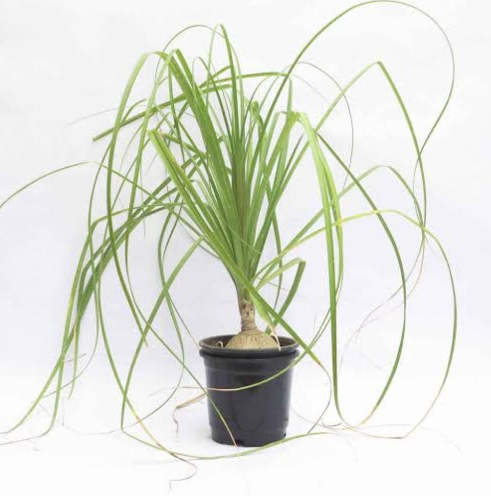Nolina/ pony tail palm (bare rooted plant) - Image 2