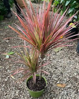 Dracaena Colorama pink (single plant)