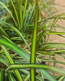 Dracaena Colorama neon (single plant)