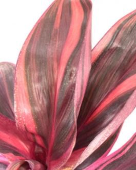 Dracaena Electra/Cordyline Electra (single plant)