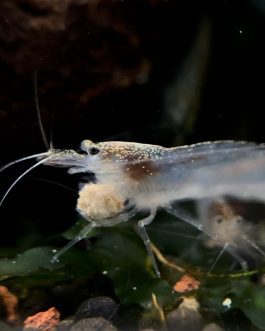 Australian Amano shrimp(3 pcs)