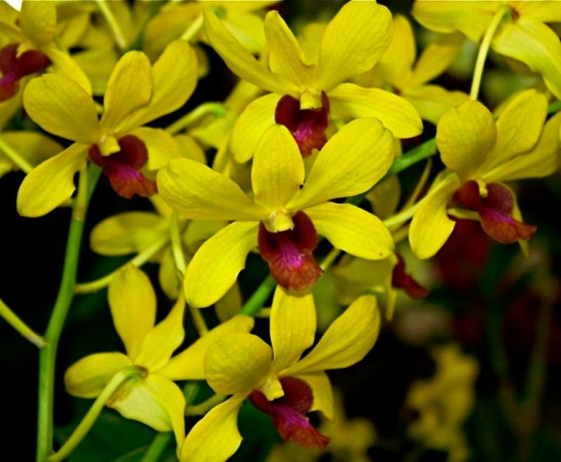 Orchid combo 1 (Dendrobium 5 plants) - Image 3