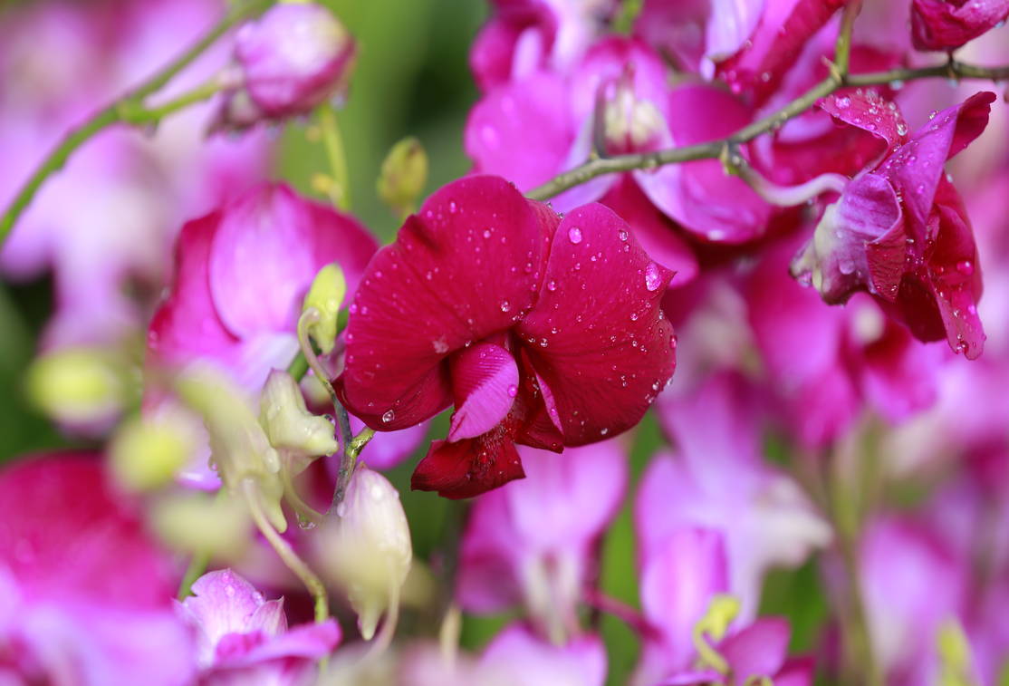 Orchid combo 1 (Dendrobium 5 plants) - Image 2