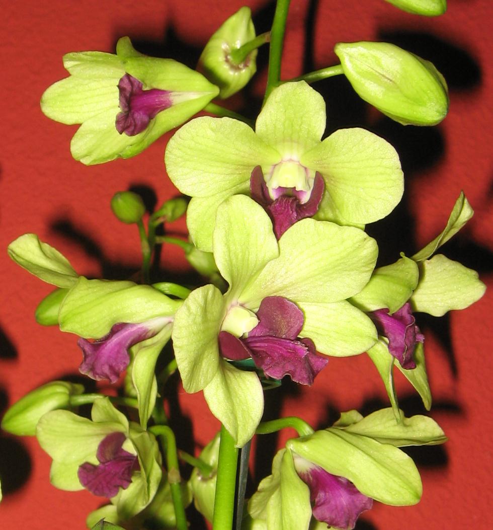 Orchid combo 1 (Dendrobium 5 plants) - Image 4