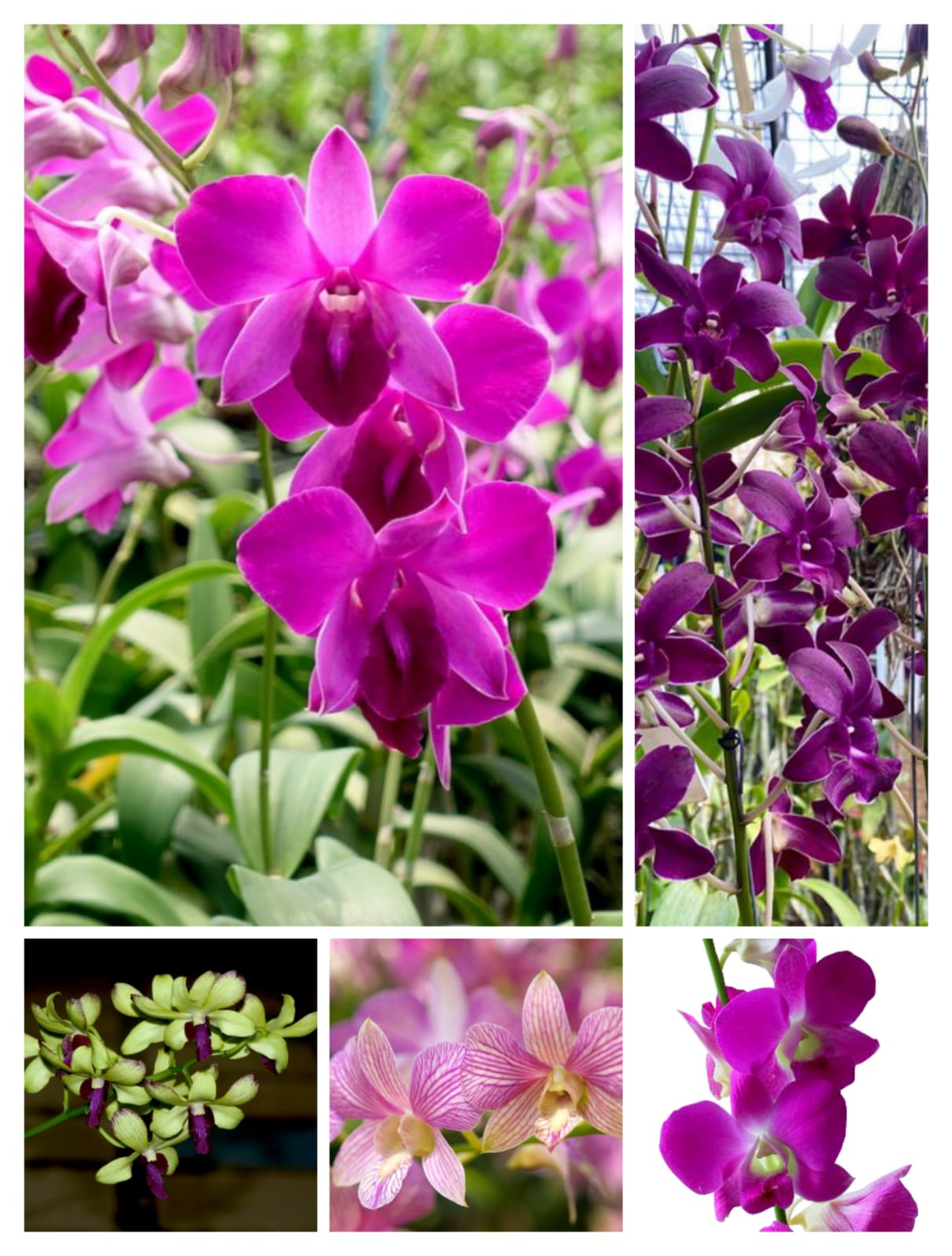 Orchid combo 3 (Dendrobium 5 plants)