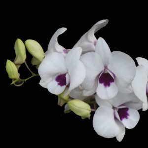 Orchid combo 2 (Dendrobium 5 plants) - Image 6