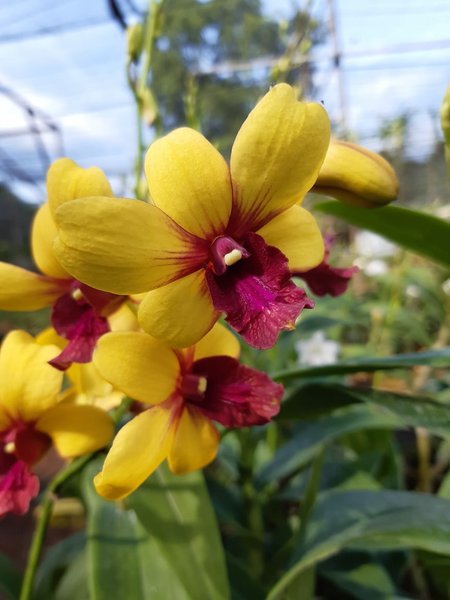 Orchid combo 2 (Dendrobium 5 plants) - Image 7