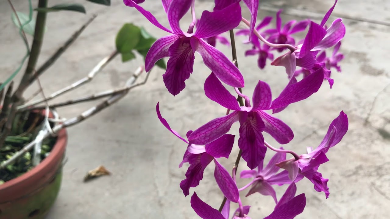 Orchid combo 2 (Dendrobium 5 plants) - Image 4
