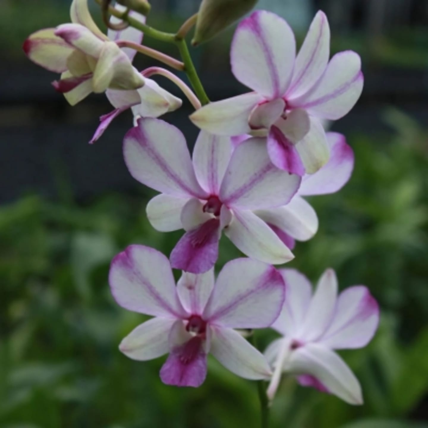 Orchid combo 2 (Dendrobium 5 plants) - Image 3