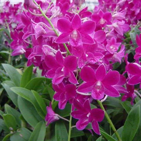 Orchid combo 2 (Dendrobium 5 plants) - Image 5