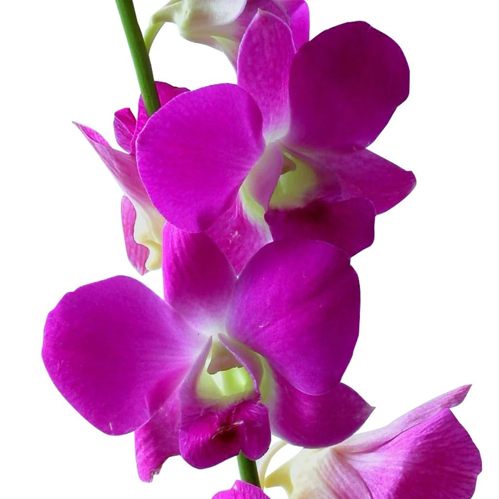 Orchid combo 3 (Dendrobium 5 plants) - Image 6