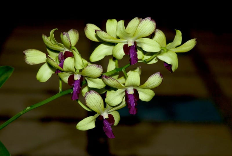 Orchid combo 3 (Dendrobium 5 plants) - Image 5
