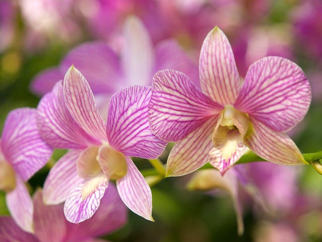 Orchid combo 3 (Dendrobium 5 plants) - Image 7