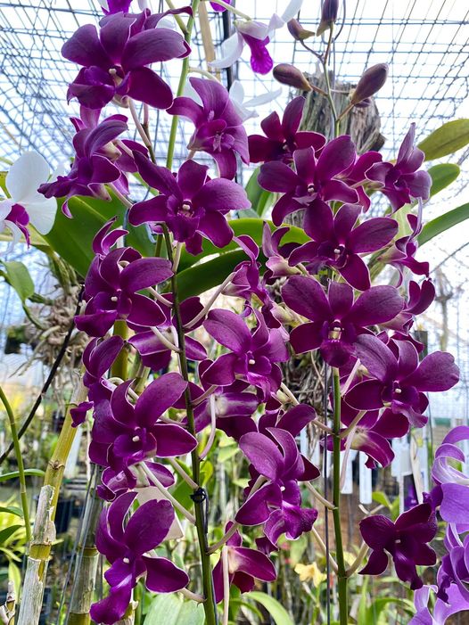 Orchid combo 3 (Dendrobium 5 plants) - Image 4