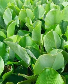 Calathea lutea (single plant)