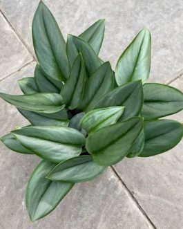 Pothos satin moonlight/ Scindapsus Treubii Moonlight pothos (single plant)