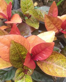 Golden net bush ‘sunset’/pseuderanthemum ‘sunset’ (single plant)