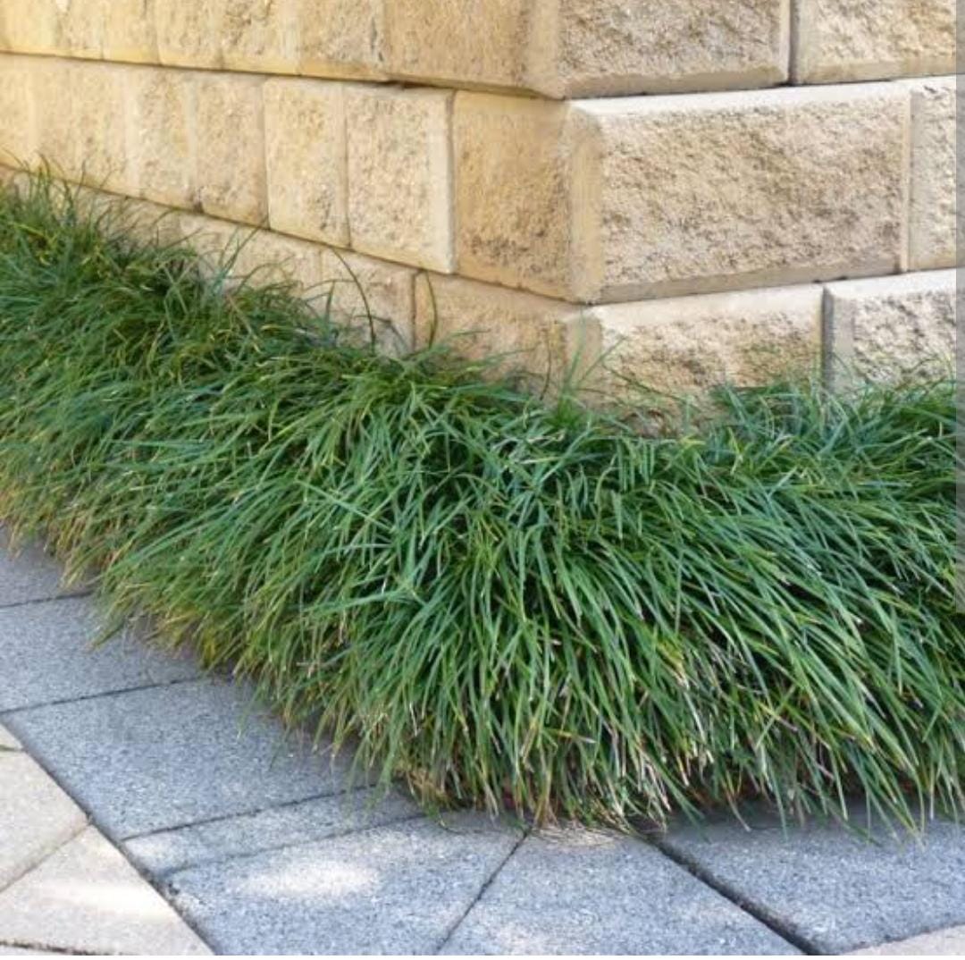 Tall mondo grass (plant clump) - Image 4
