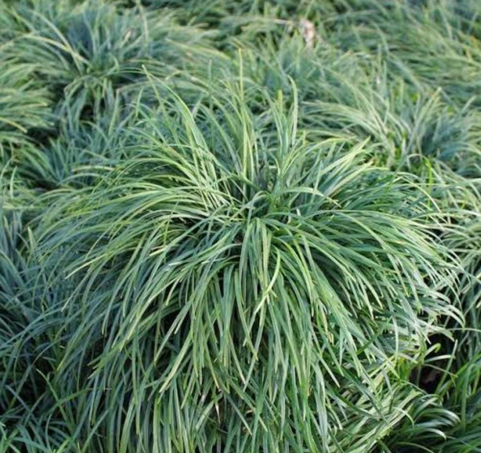 Tall mondo grass (plant clump) - Image 3