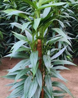 Monstera silver streak (large single plant)