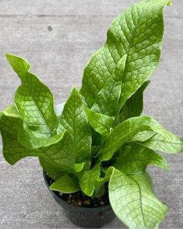 Crocodile fern (plant clump)