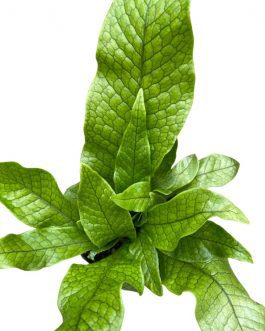 Crocodile fern (plant clump)