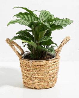 Calathea Freddy/ Calathea Concinna Freddy (single plant)