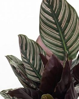 Calathea Rose Pinstripe/ Calathea Ornata Roseo Lineata Sanderiana Pinstripe (single plant)