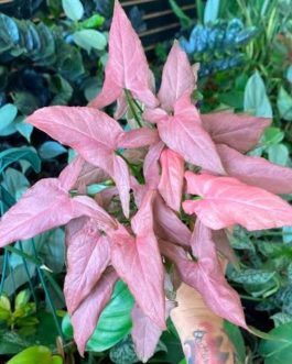 Syngonium Mickey (large single plant)