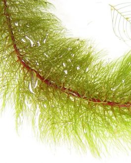 Myriophyllum heterophyllum(3 stems)